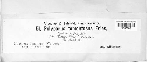 Polyporus tomentosus image